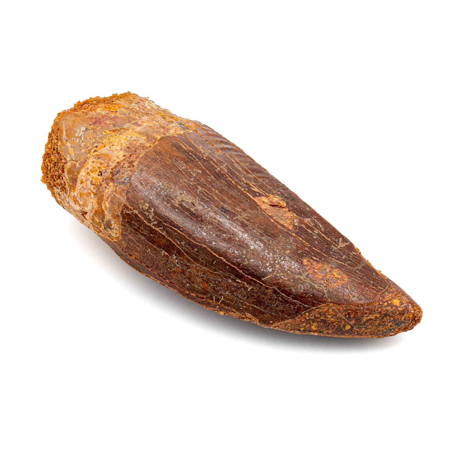 Carcharodontosaurus Tooth - SOLD 2.50