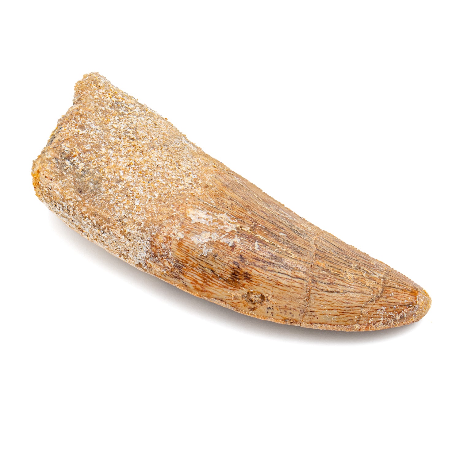 Carcharodontosaurus Tooth - 2.50