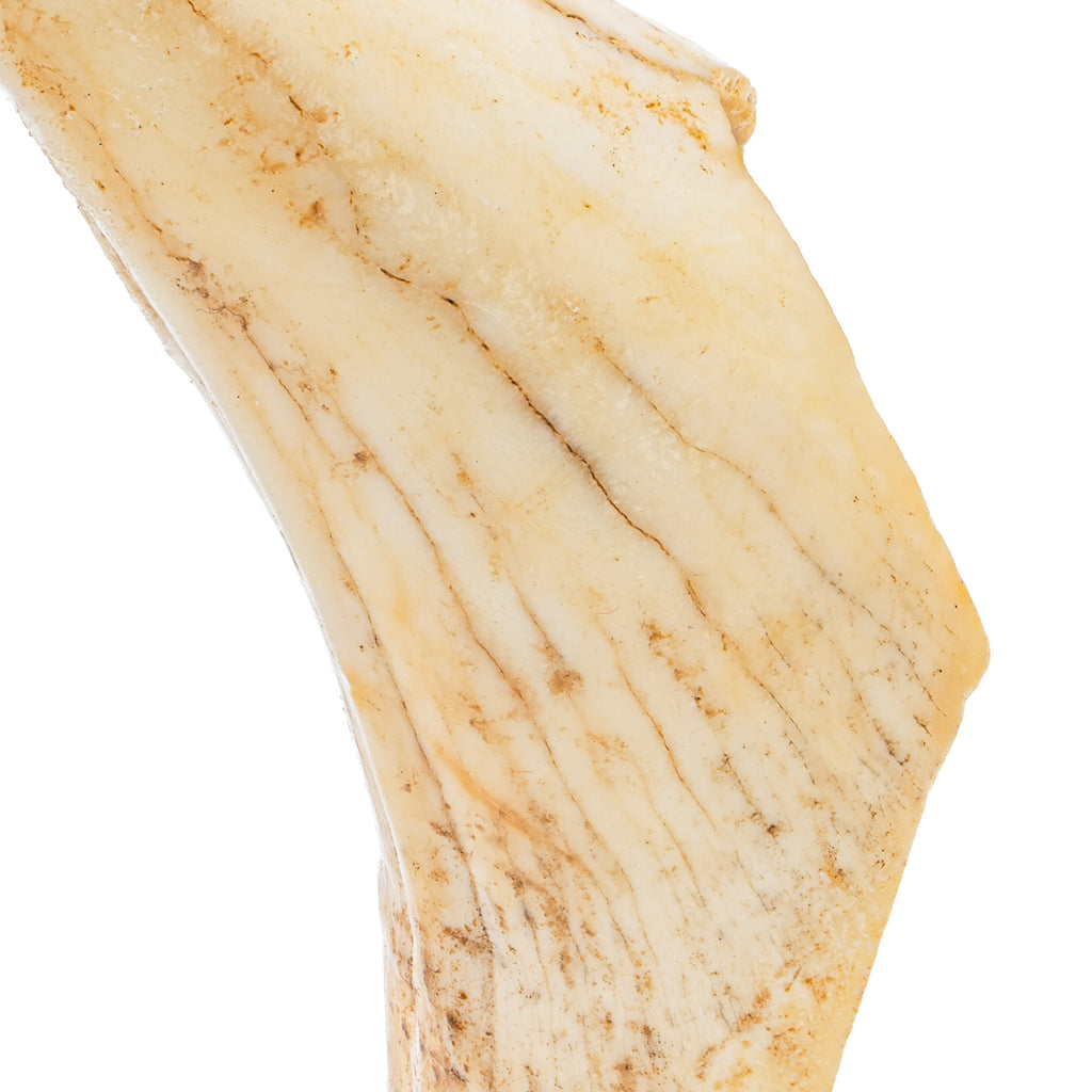 Cave Bear Tooth - 2.55" (Incisor)