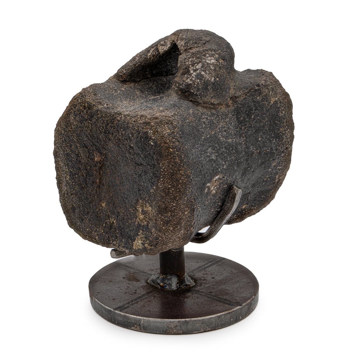 Hypacrosaurus Vertebra 2.08