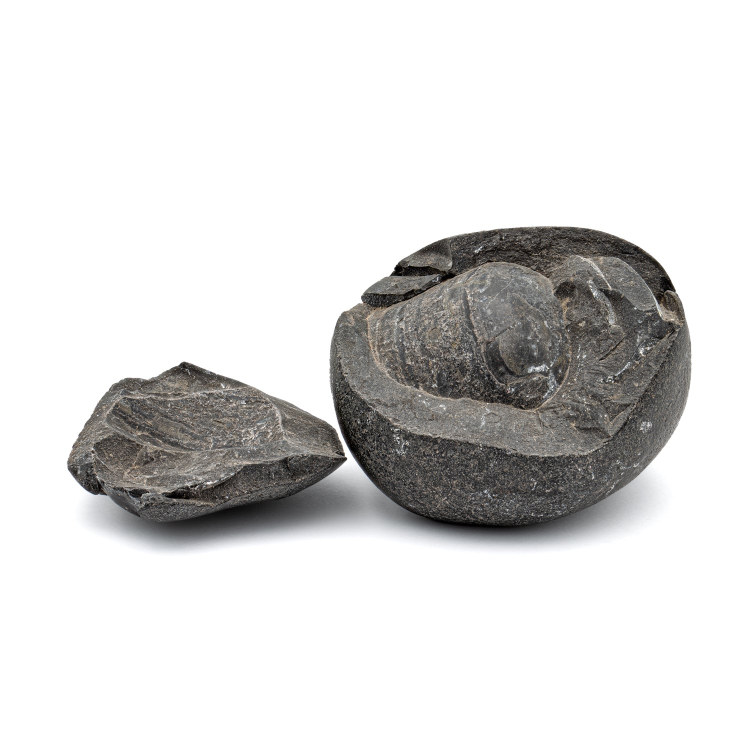 Tethys Ocean Shaligram Fossil - 2.61