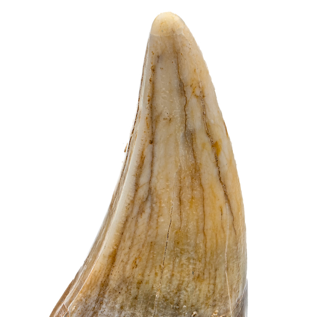 Cave Bear Tooth - SOLD 2.62" (Incisor)
