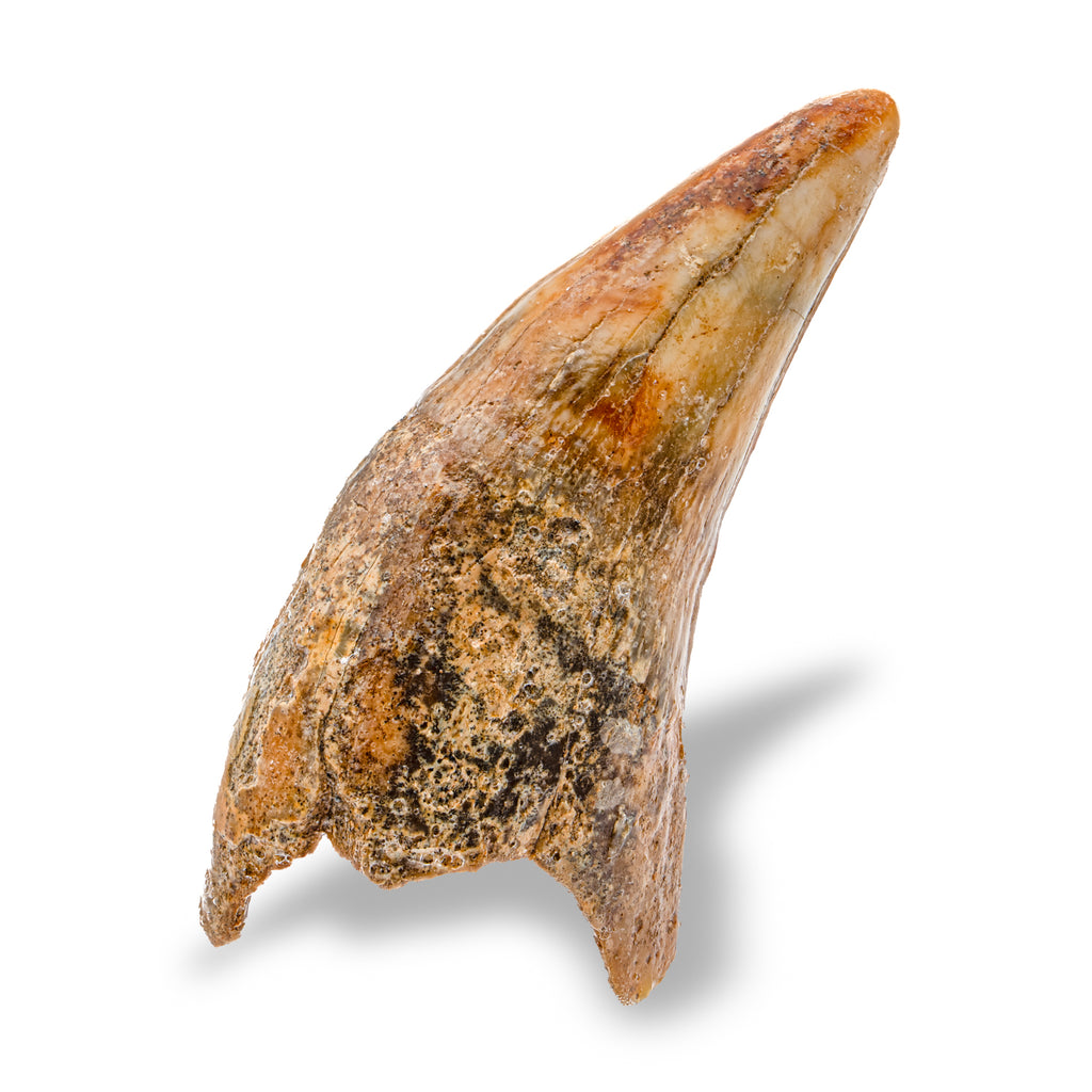 Cave Bear Tooth - SOLD 2.65" (Incisor)