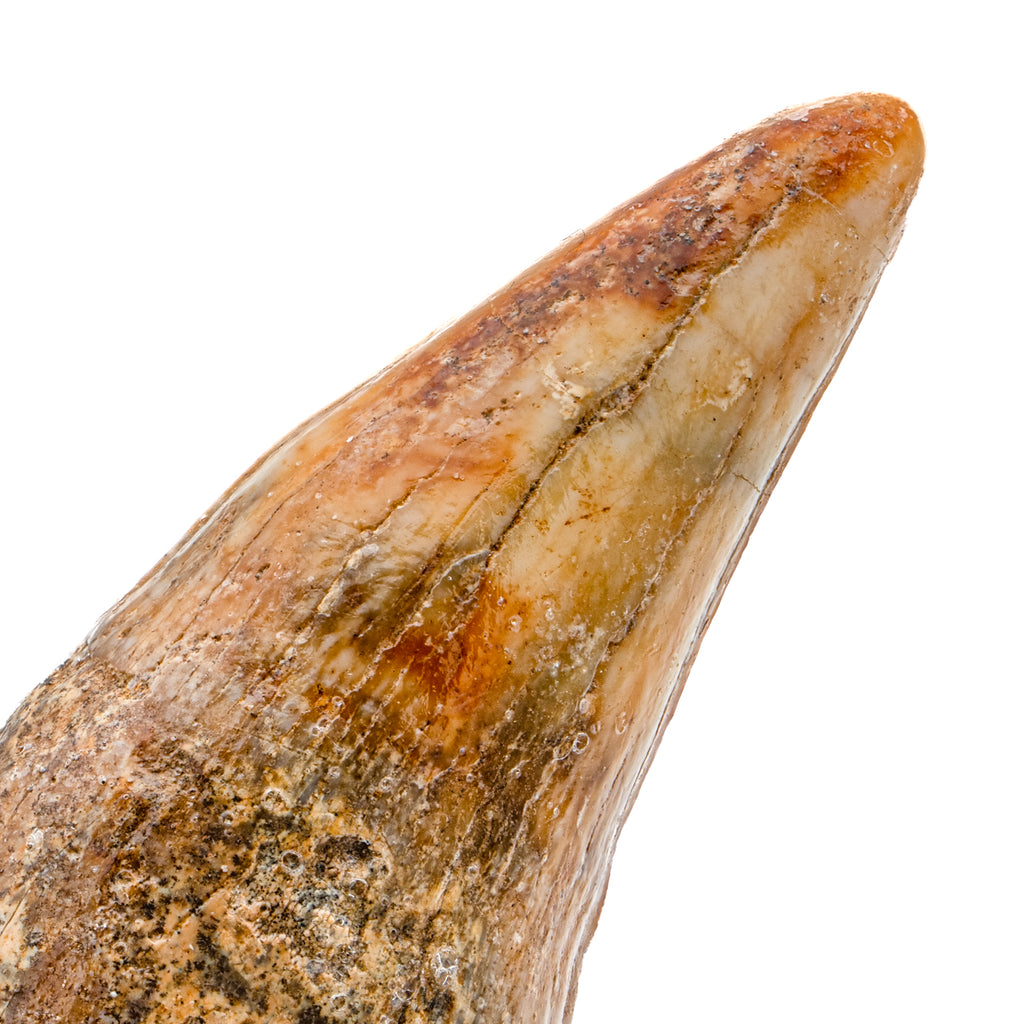 Cave Bear Tooth - SOLD 2.65" (Incisor)