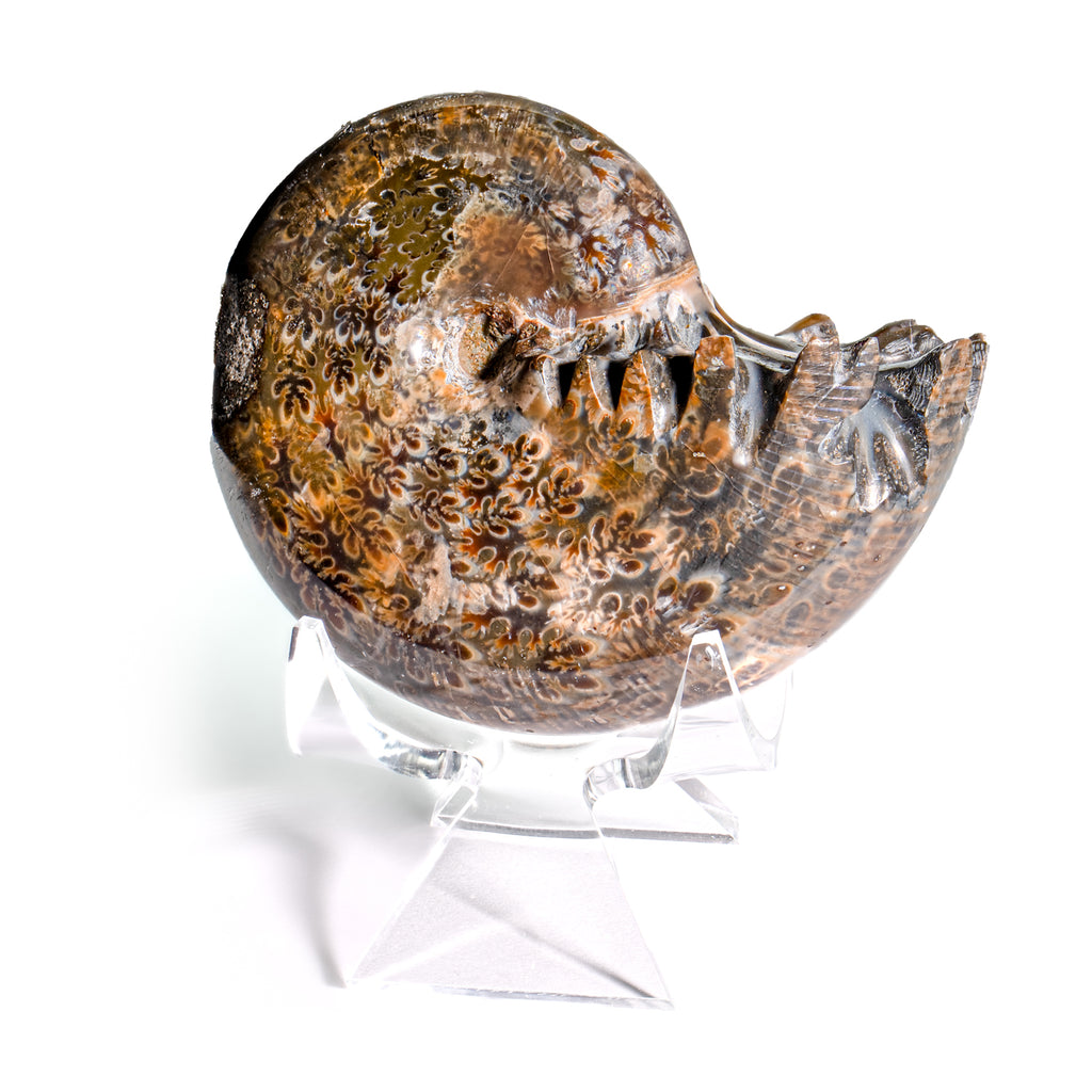 Polished Sutured Ammonite - 2.65" Phylloceras