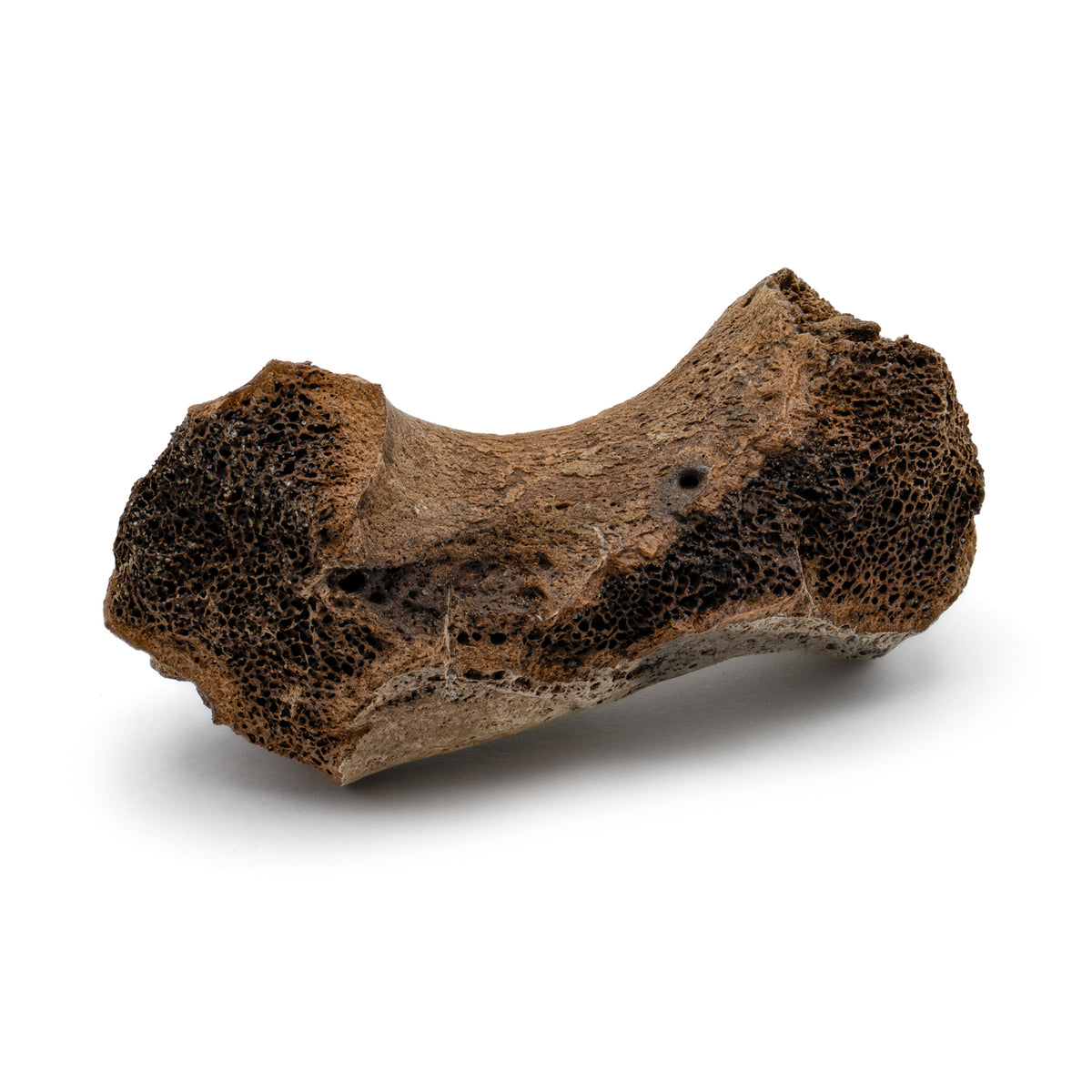 Smilodon Bone Fossil Classic Riker Box Specimen, Includes