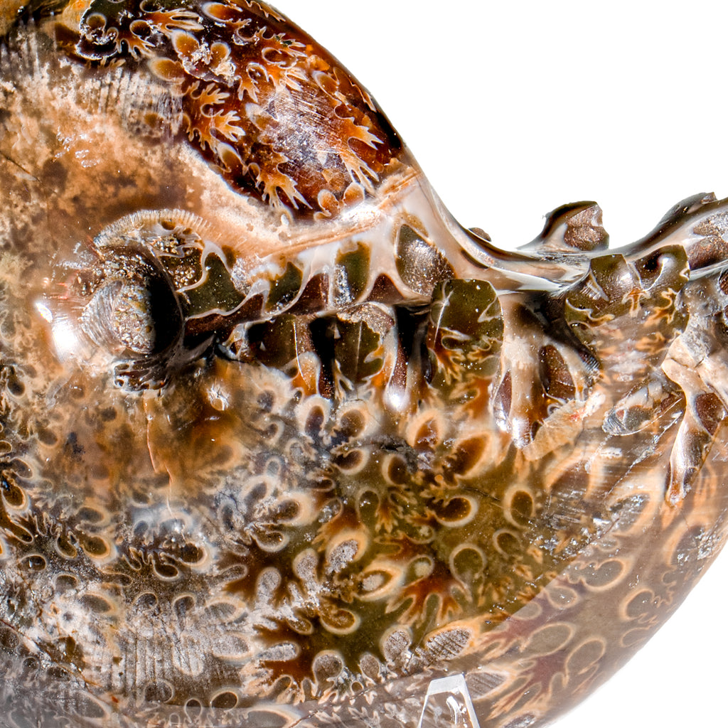 Polished Sutured Ammonite - 2.68" Phylloceras