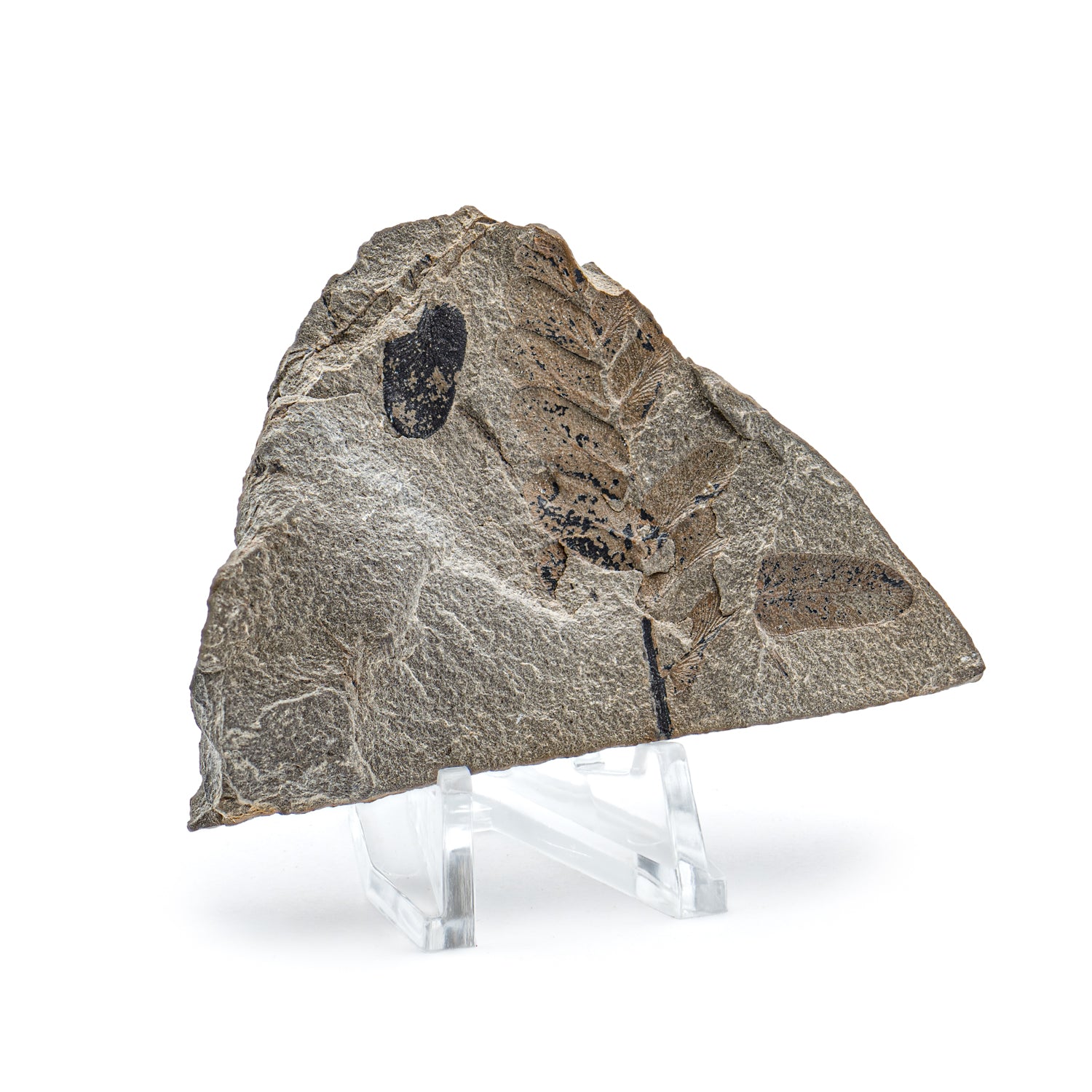 Carboniferous Fossil Plant 2.71
