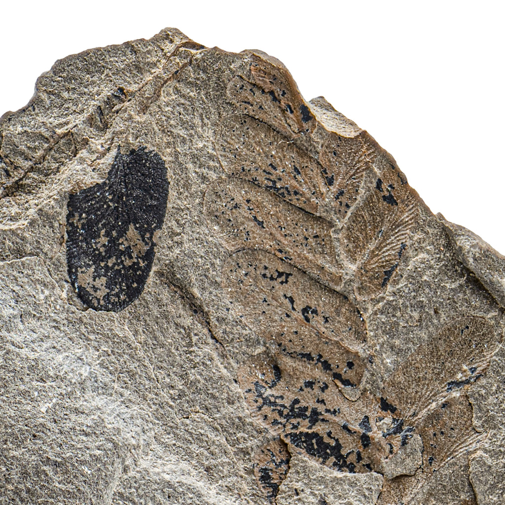 Carboniferous Fossil Plant - 2.71" Neuropteris