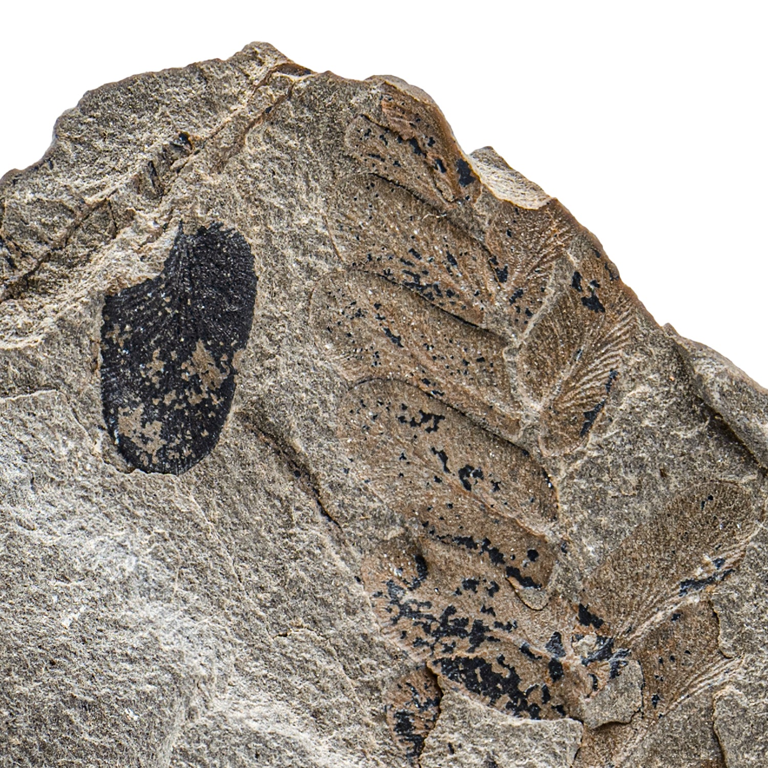 Carboniferous Fossil Plant 2.71