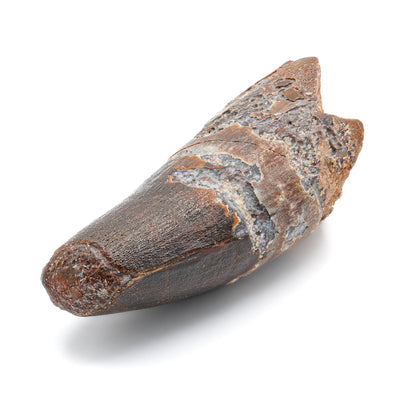 Spinosaurus Tooth - 2.737