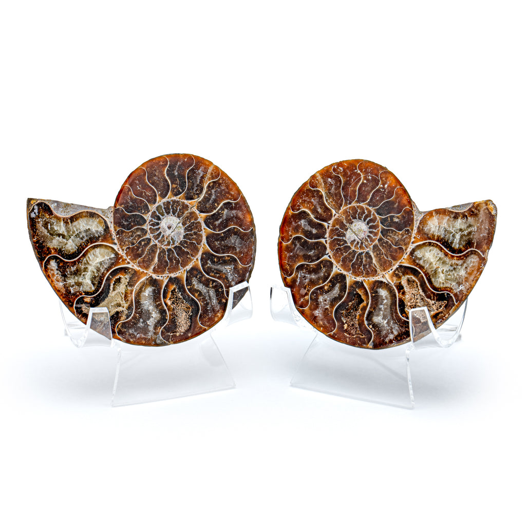 Polished Ammonite Split Pair - SOLD 2.79" Cleoniceras