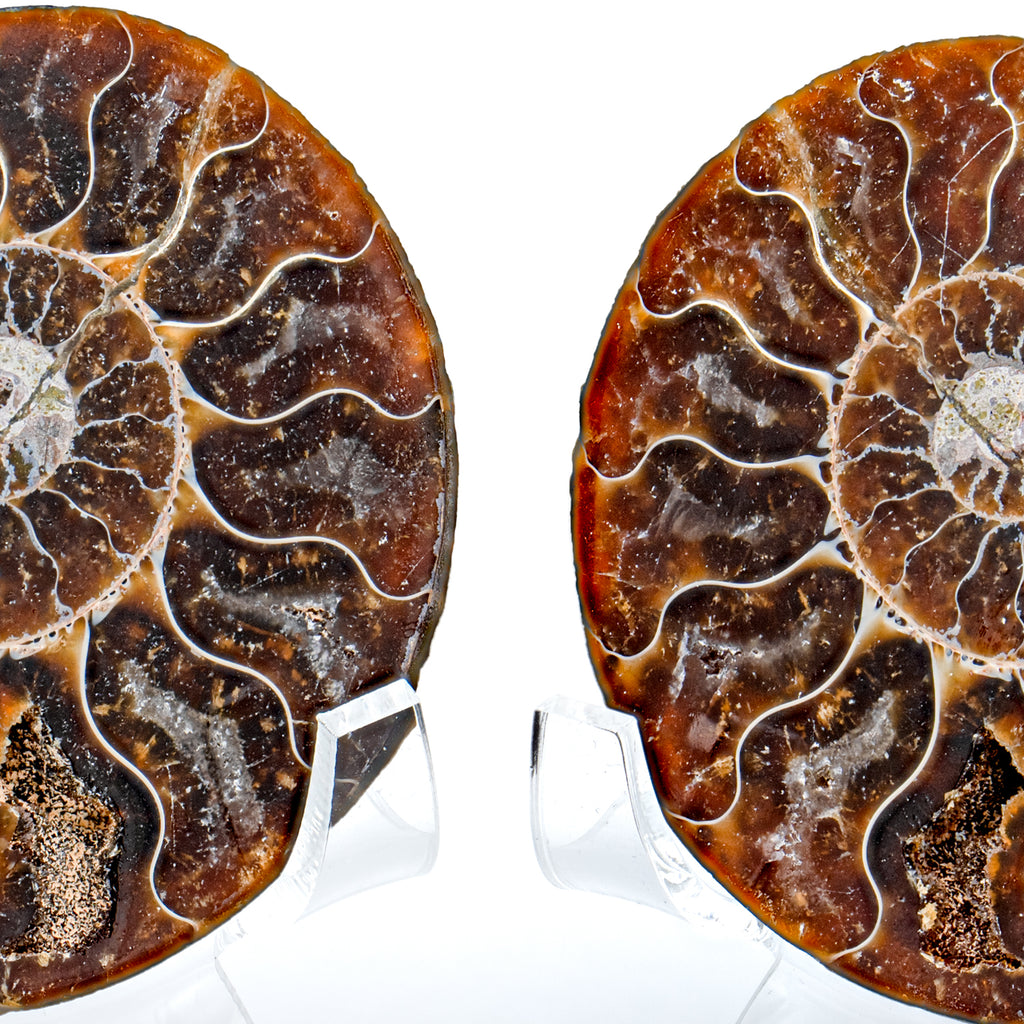 Polished Ammonite Split Pair - SOLD 2.79" Cleoniceras
