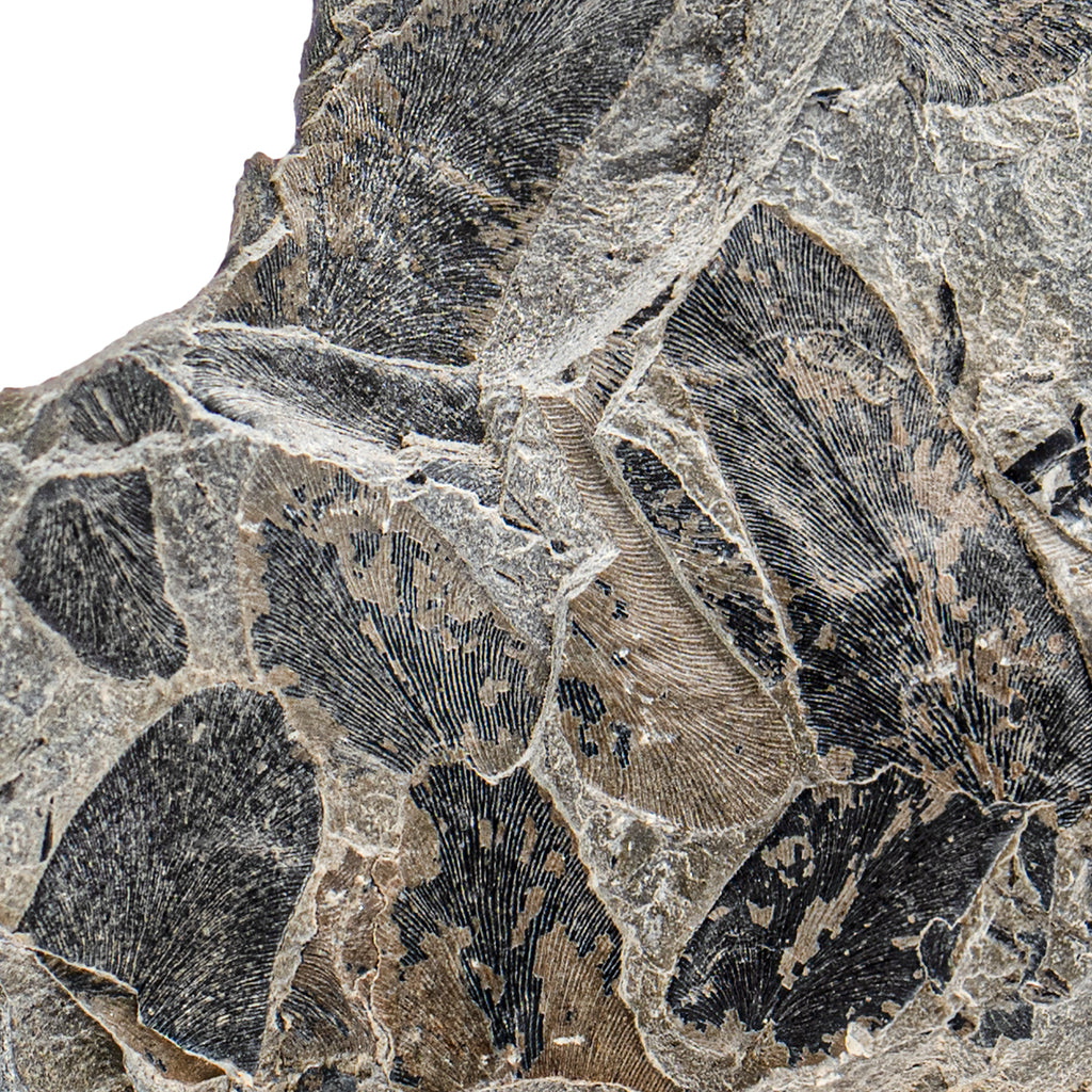 Carboniferous Fossil Plant - 2.81" Neuropteris