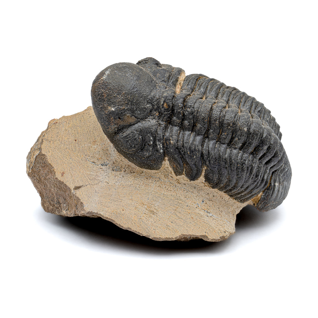 Trilobite - SOLD 2.82" Reedops Fossil