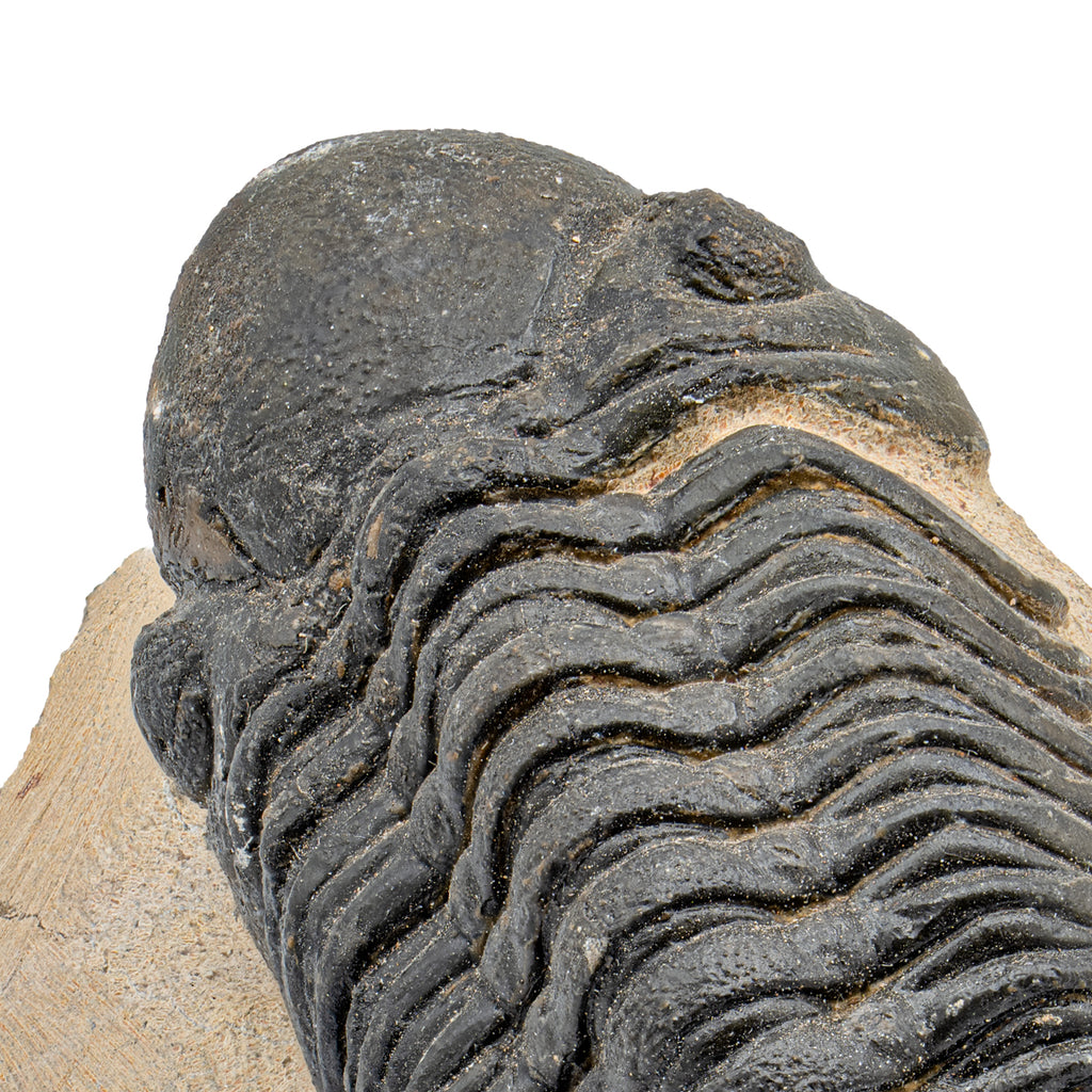 Trilobite - SOLD 2.82" Reedops Fossil