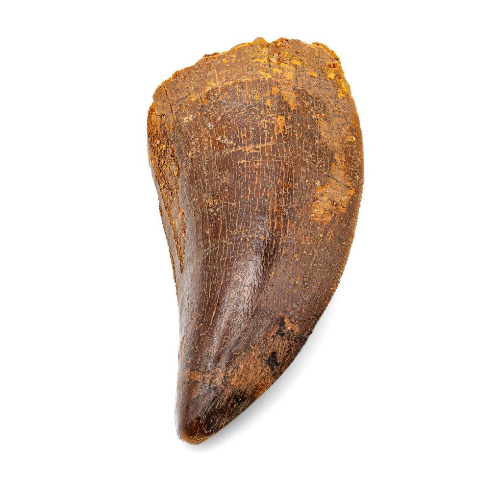 Carcharodontosaurus Tooth - 2.87"