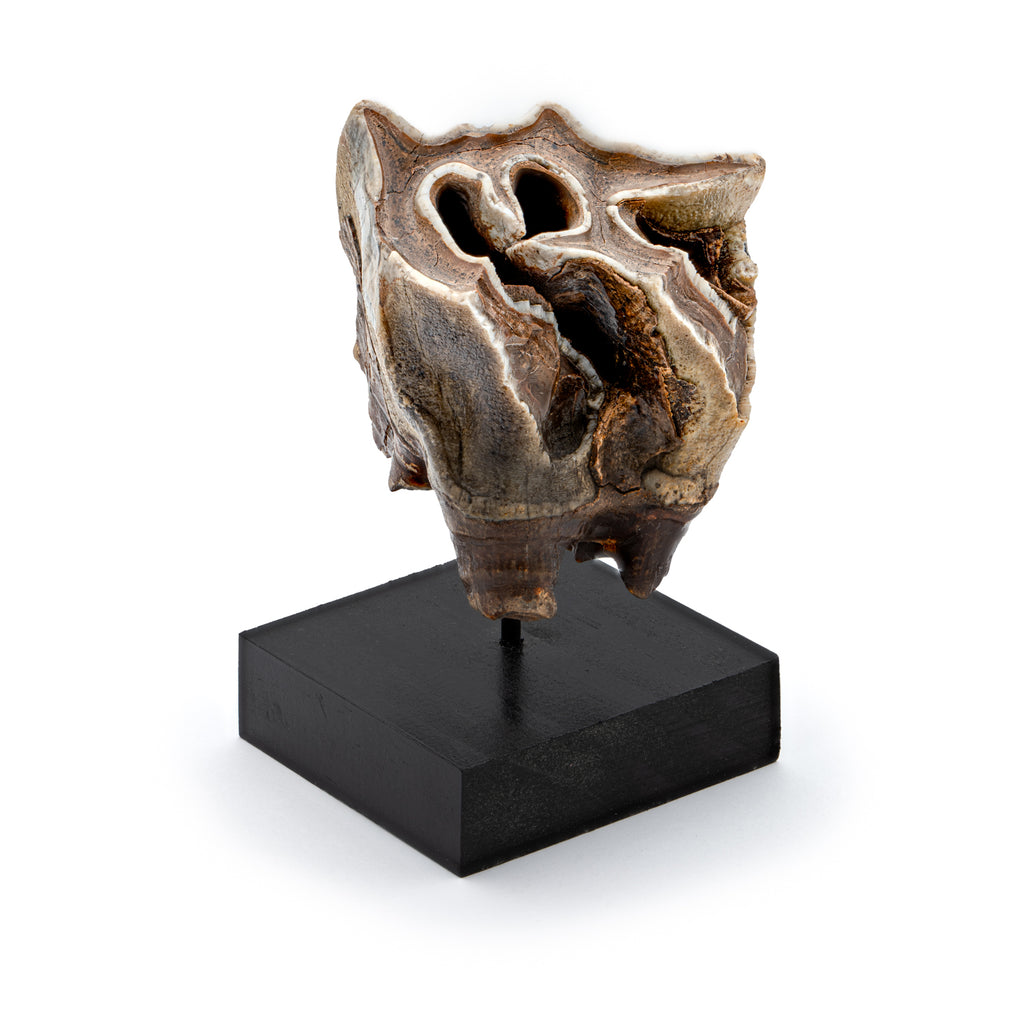 Woolly Rhinoceros Tooth - SOLD 2.88"