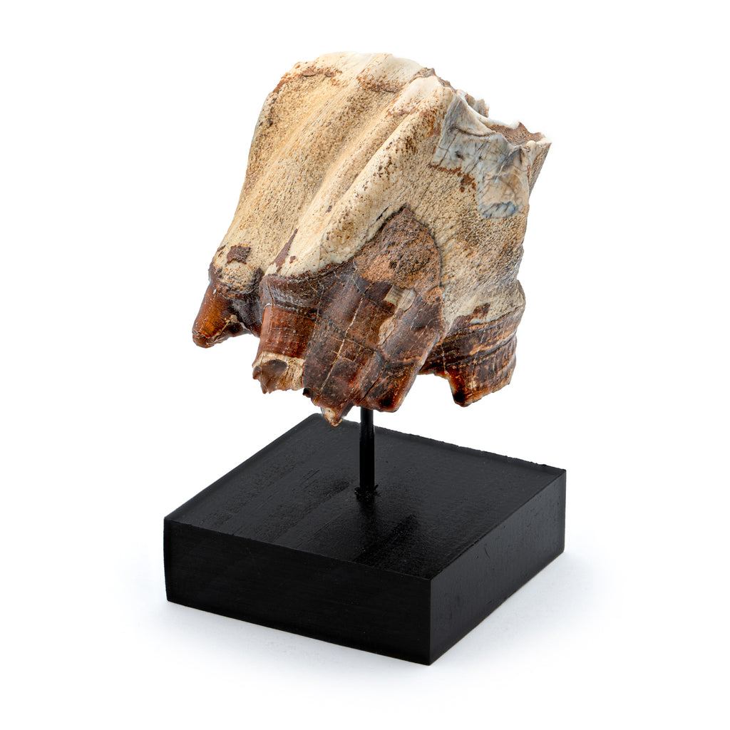 Woolly Rhinoceros Tooth - SOLD 2.88"