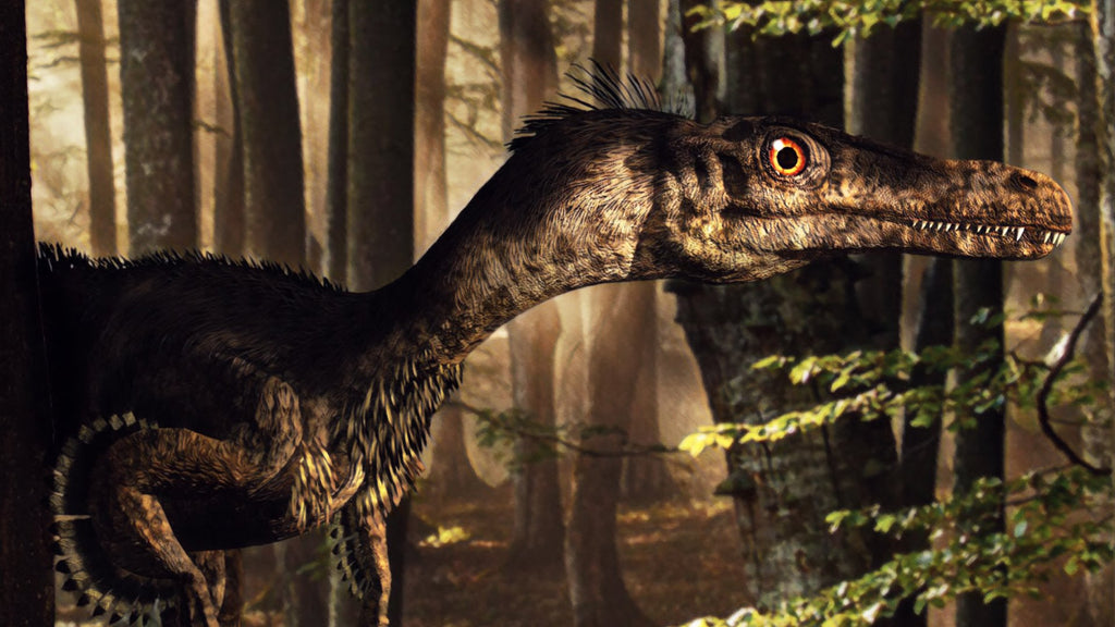 Raptor Teeth Collectible Specimens in Classic Riker Box Display Case ...