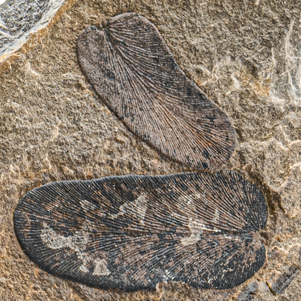 Carboniferous Fossil Plant - 2.92" Neuropteris