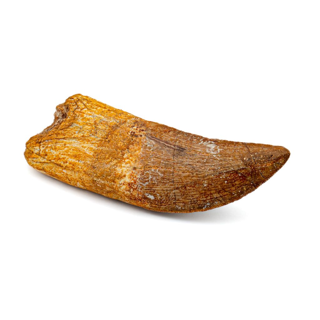 Carcharodontosaurus Tooth - 2.93"