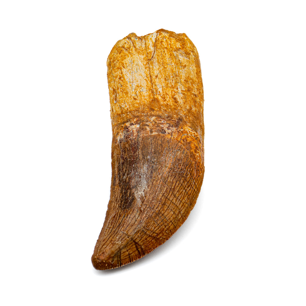 Carcharodontosaurus Tooth - 2.93"