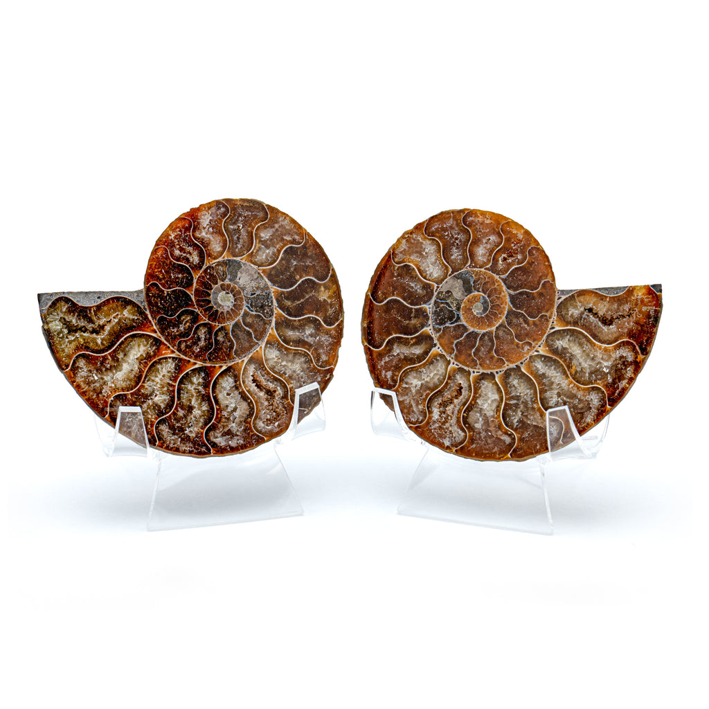 Polished Ammonite Split Pair - 2.99" Cleoniceras