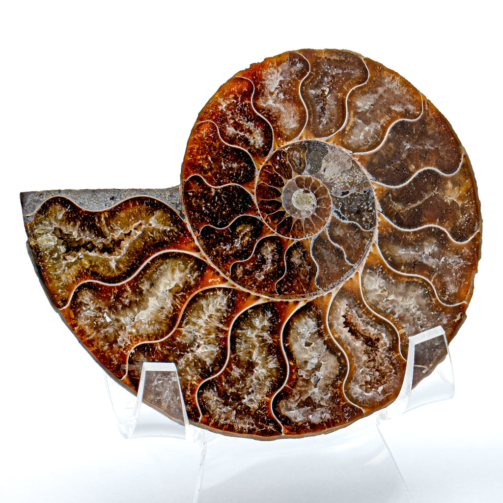 Polished Ammonite Split Pair - 2.99" Cleoniceras