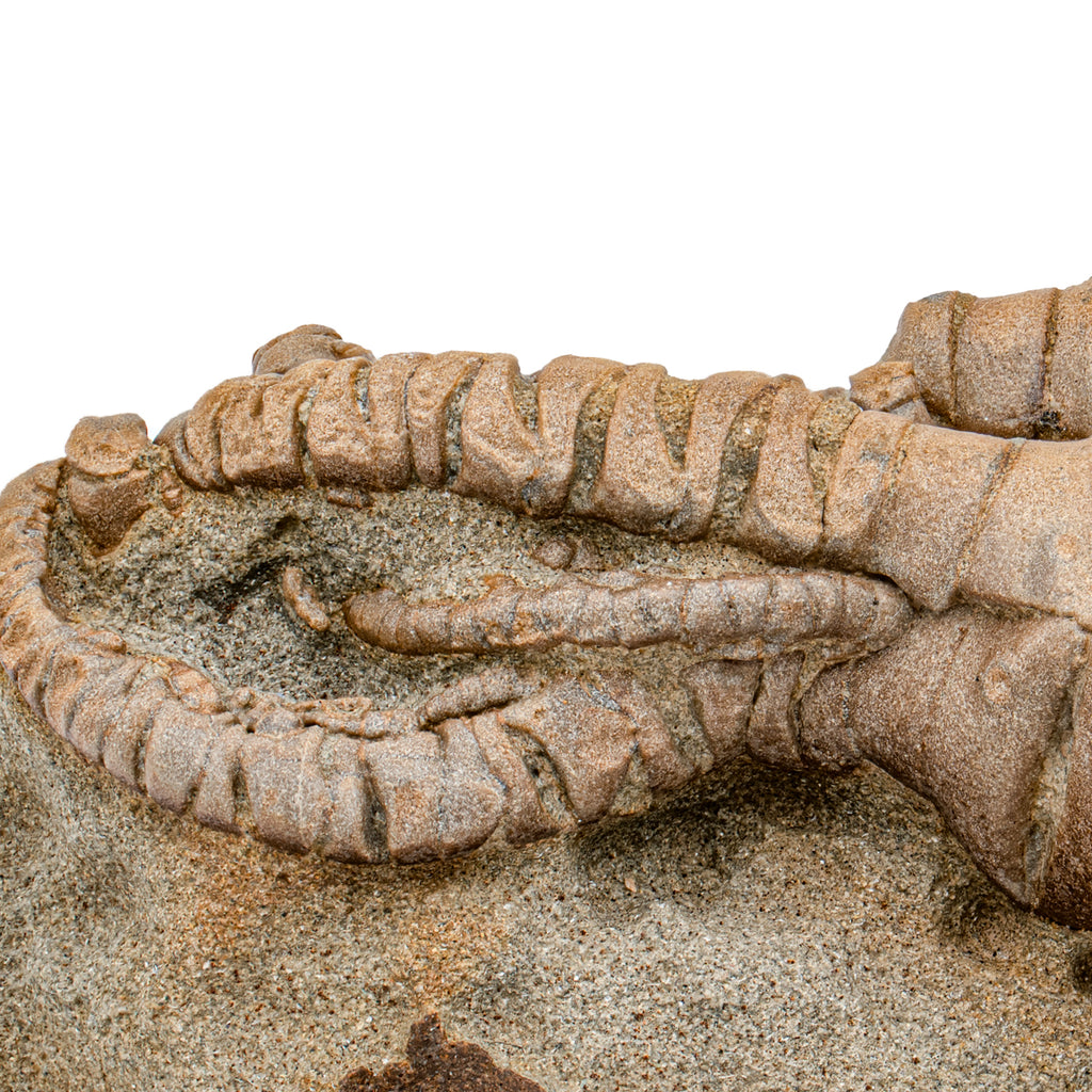 Fossil Crinoid - Jimbacrinus bostocki - SOLD 3.00"