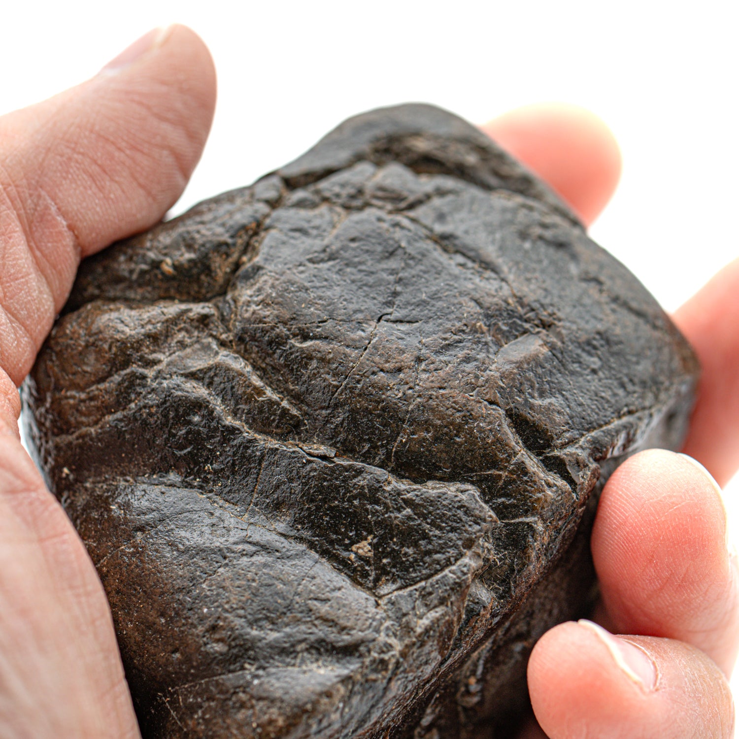 Megalodon Poop - SOLD 3.00\, image size:1500x1500