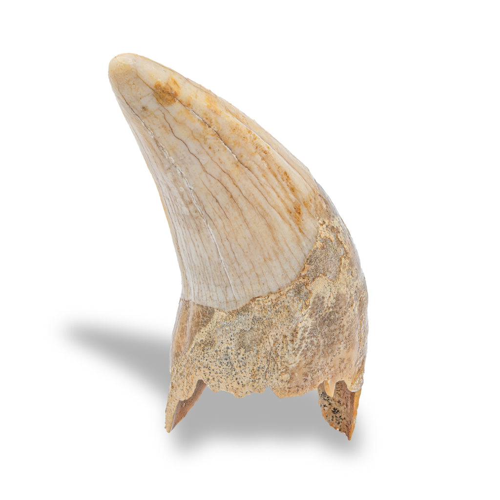 Cave Bear Tooth - SOLD 3.03" (Incisor)