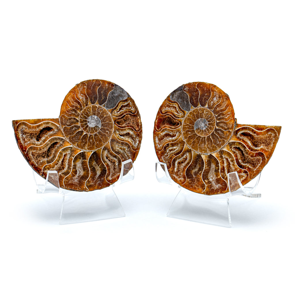 Polished Ammonite Split Pair - SOLD 3.05" Cleoniceras