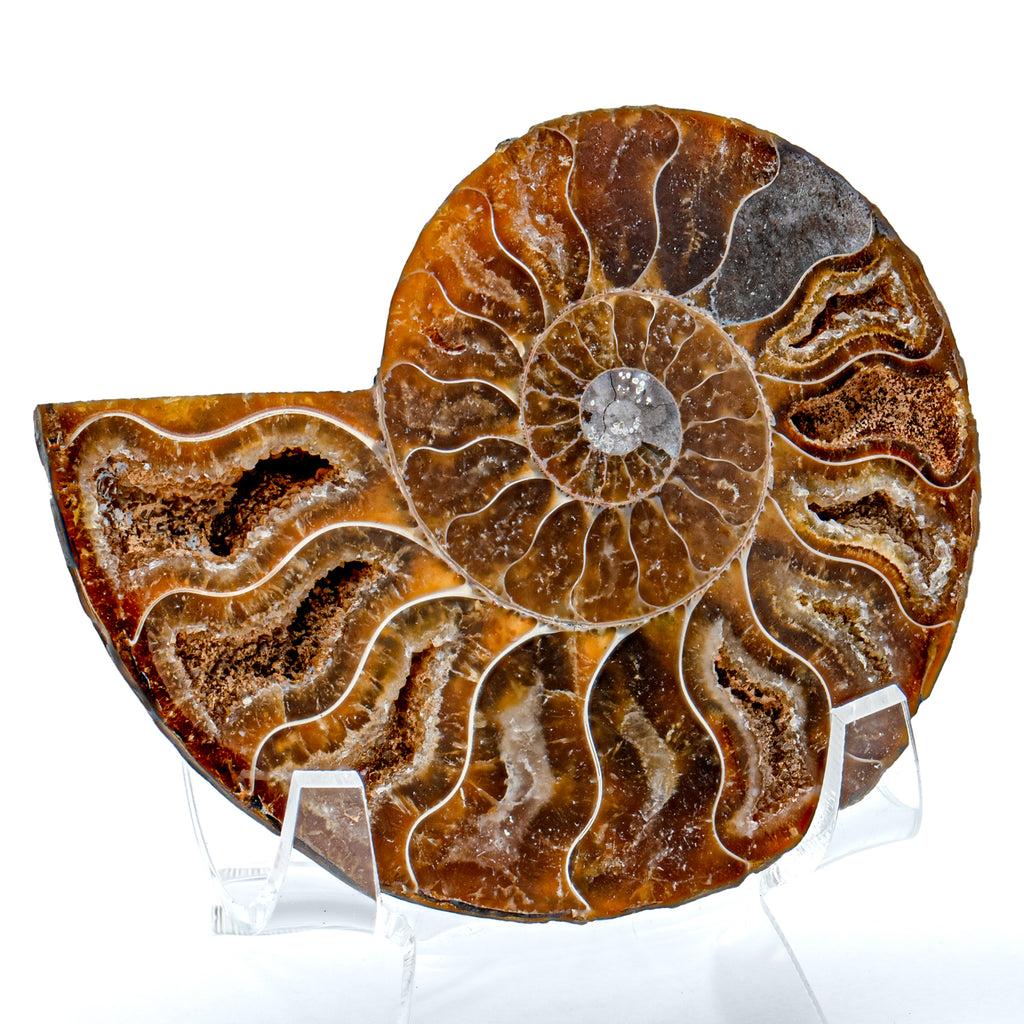 Polished Ammonite Split Pair - SOLD 3.05" Cleoniceras