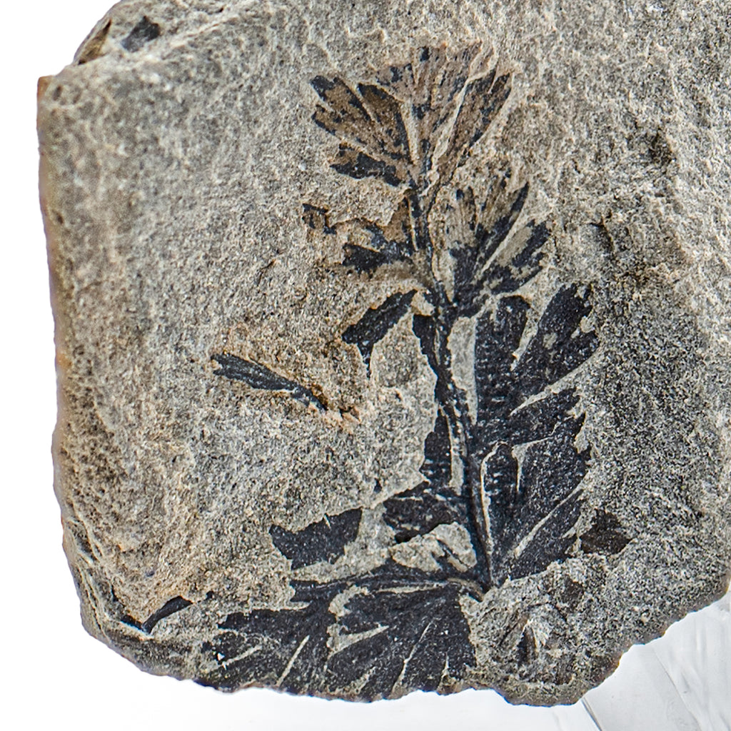 Carboniferous Fossil Plant - 3.07" Sphenopteris