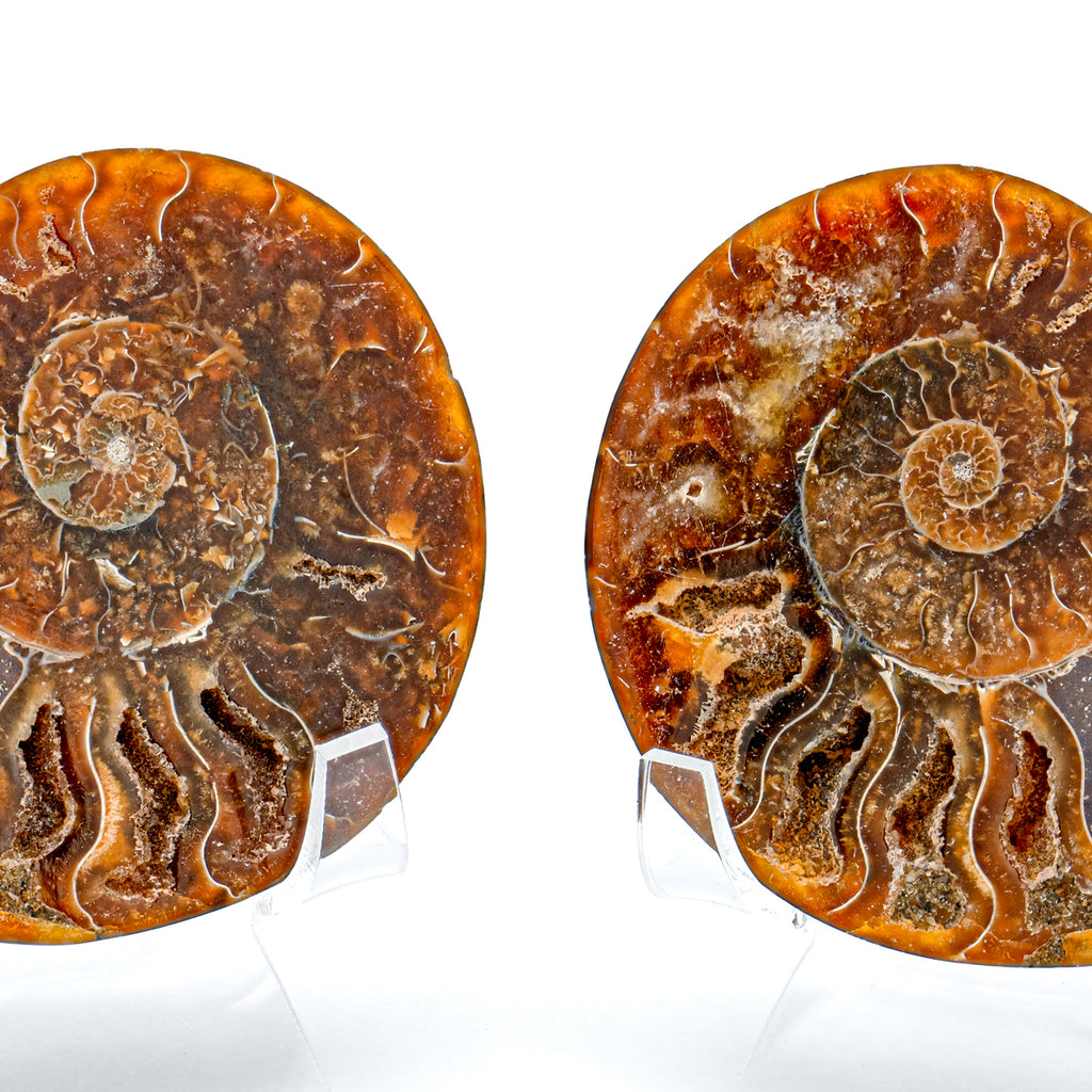 Polished Ammonite Split Pair - 3.12" Cleoniceras