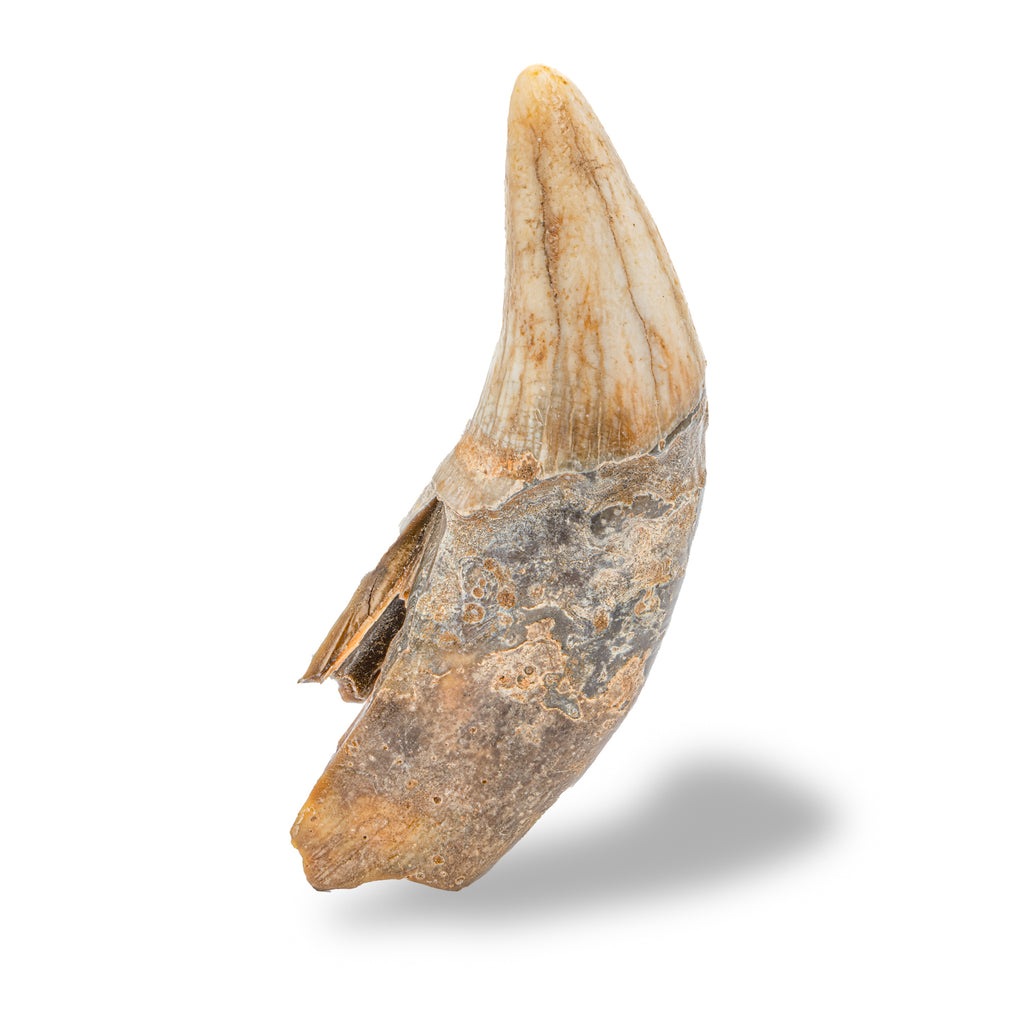 Cave Bear Tooth - SOLD 3.13" (Incisor)