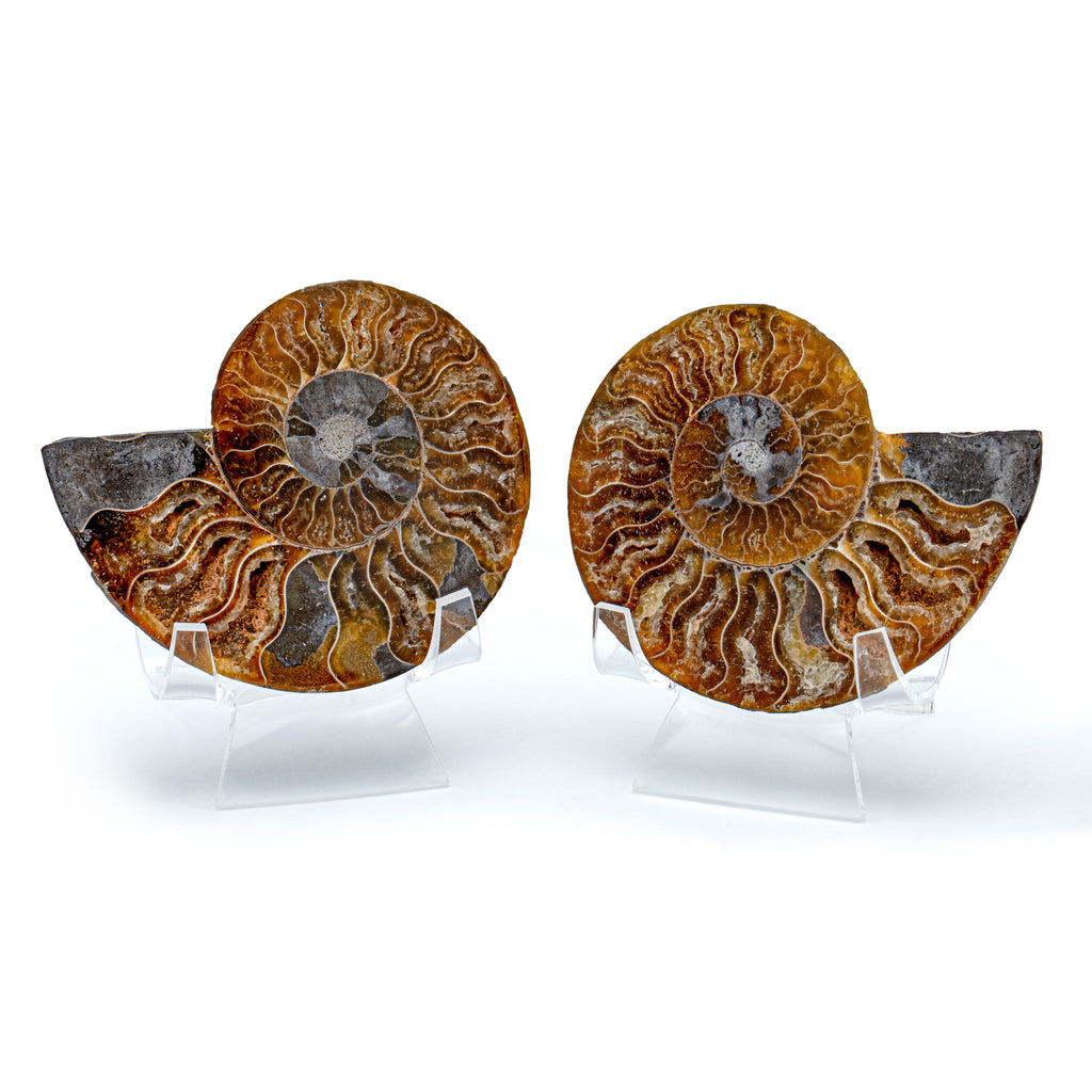 Polished Ammonite Split Pair - 3.14" Cleoniceras