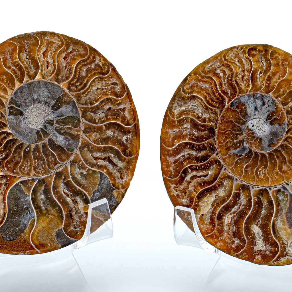 Polished Ammonite Split Pair - 3.14" Cleoniceras