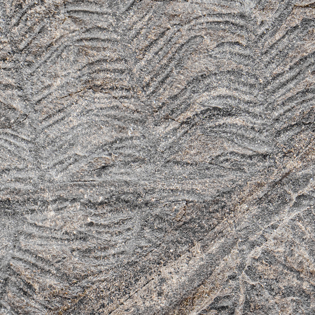 Carboniferous Fossil Plant - 3.15" Lobatopteris