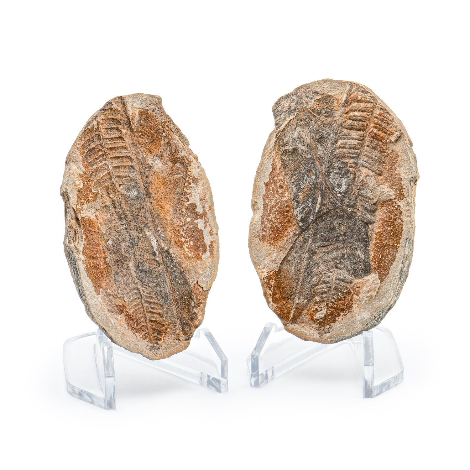 Mazon Creek Fossil Plant 3.18