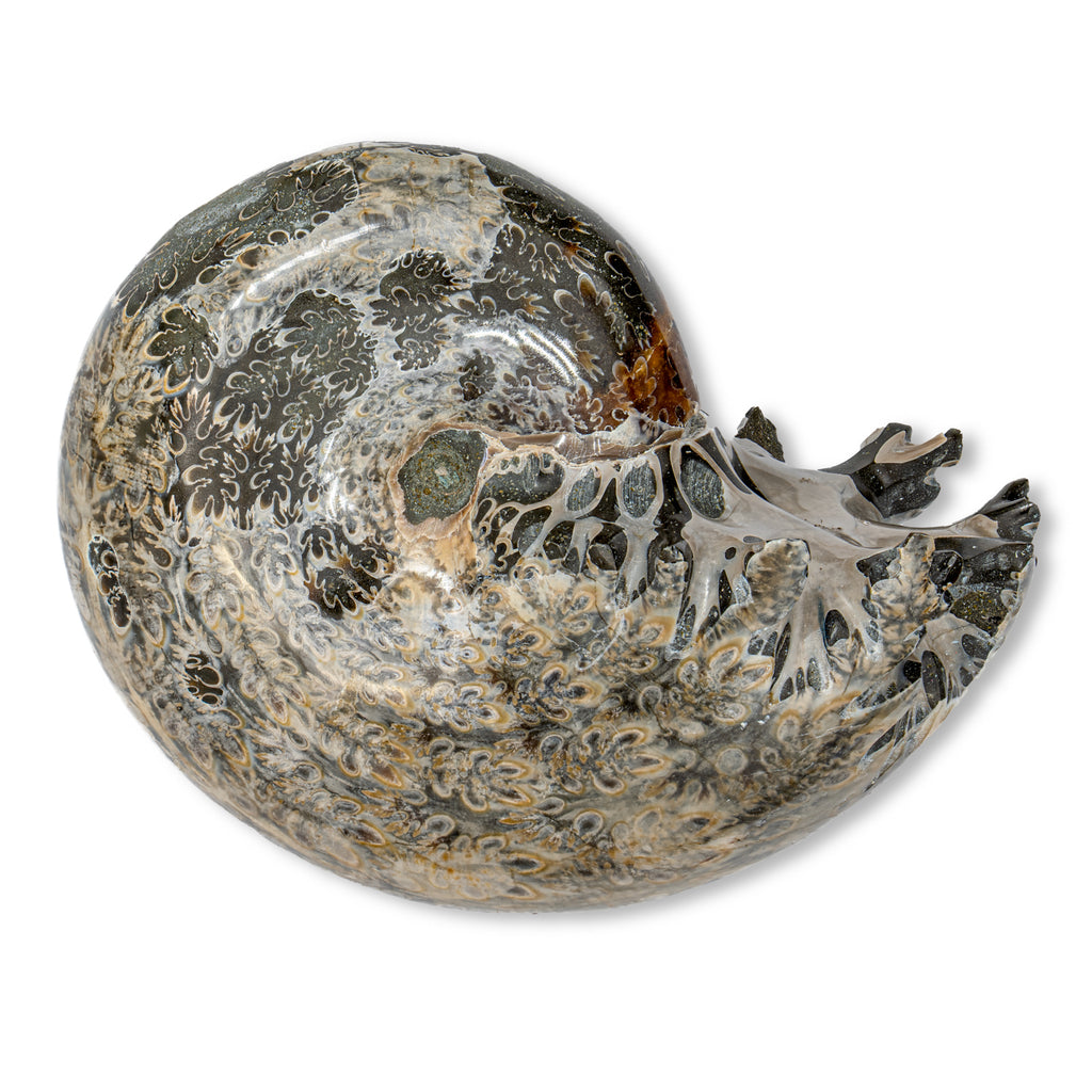 Polished Sutured Ammonite - 3.18" Phylloceras