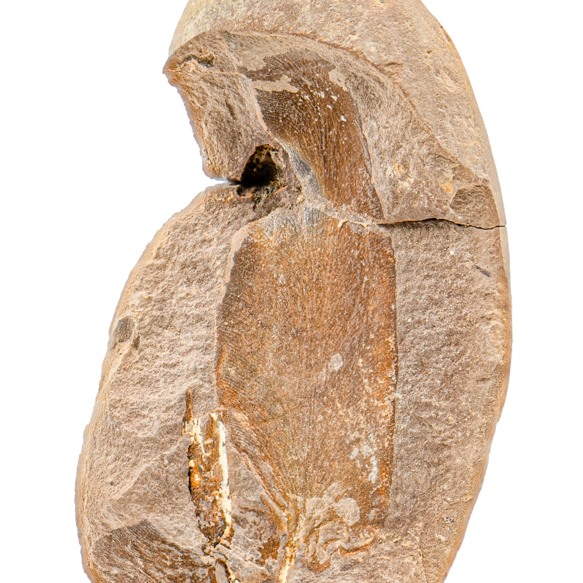 Mazon Creek Fossil Plant 3.21