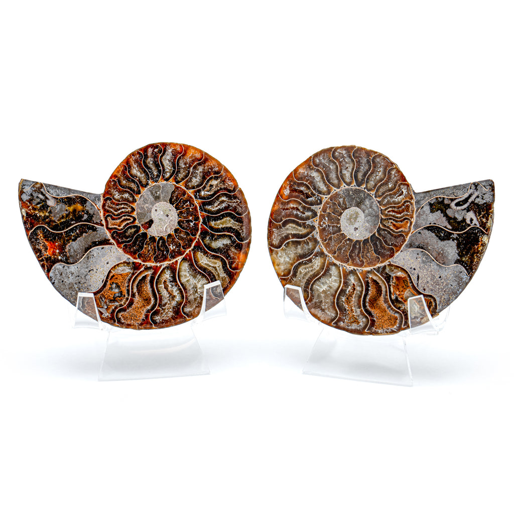 Polished Ammonite Split Pair - SOLD 3.23" Cleoniceras