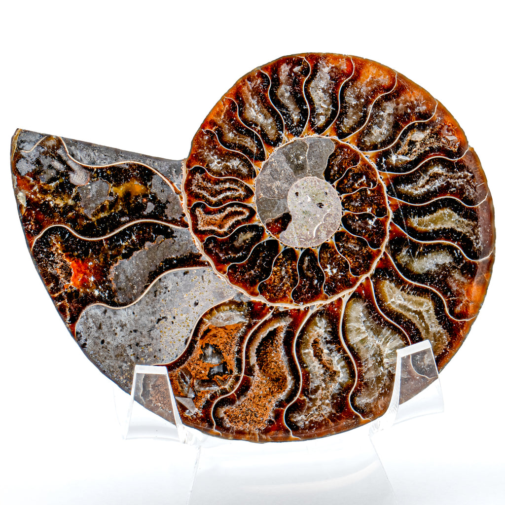 Polished Ammonite Split Pair - SOLD 3.23" Cleoniceras