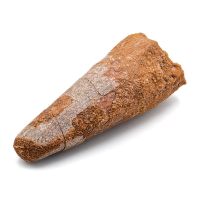 Spinosaurus Tooth - 3.244