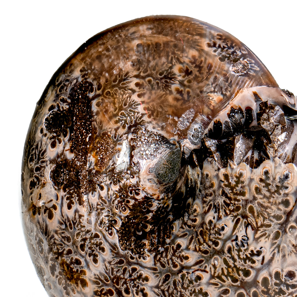Polished Sutured Ammonite - SOLD 3.24" Phylloceras