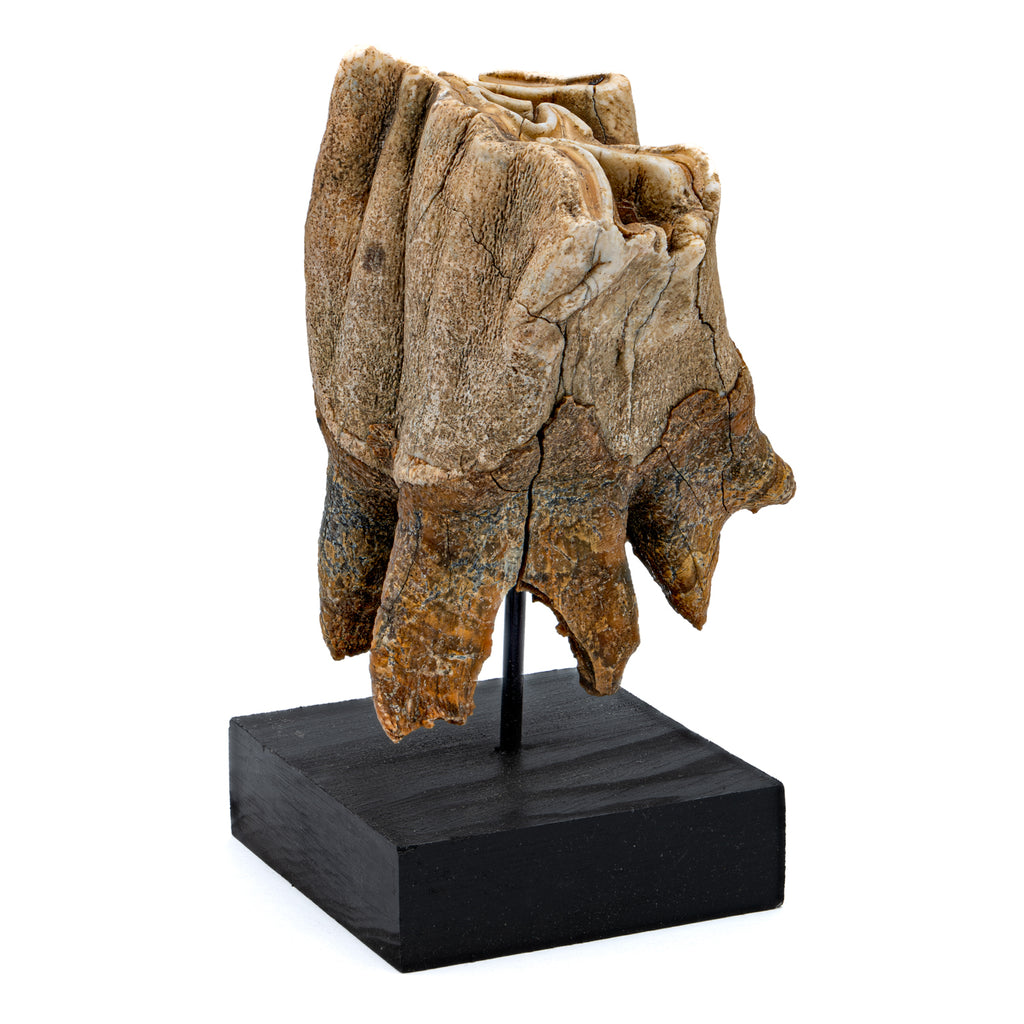 Woolly Rhinoceros Tooth - 3.27"