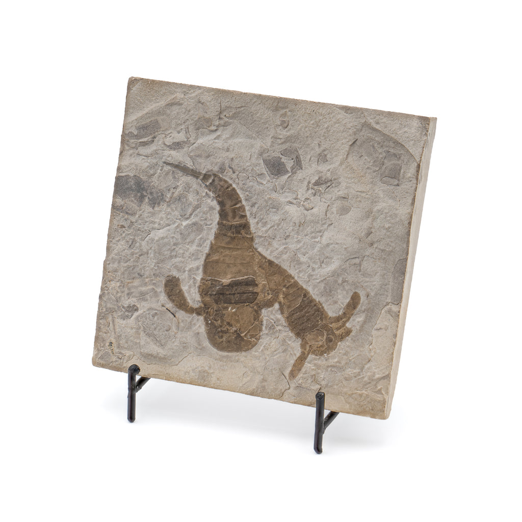 Sea Scorpion Eurypterids Eurypterus remipe Fossils