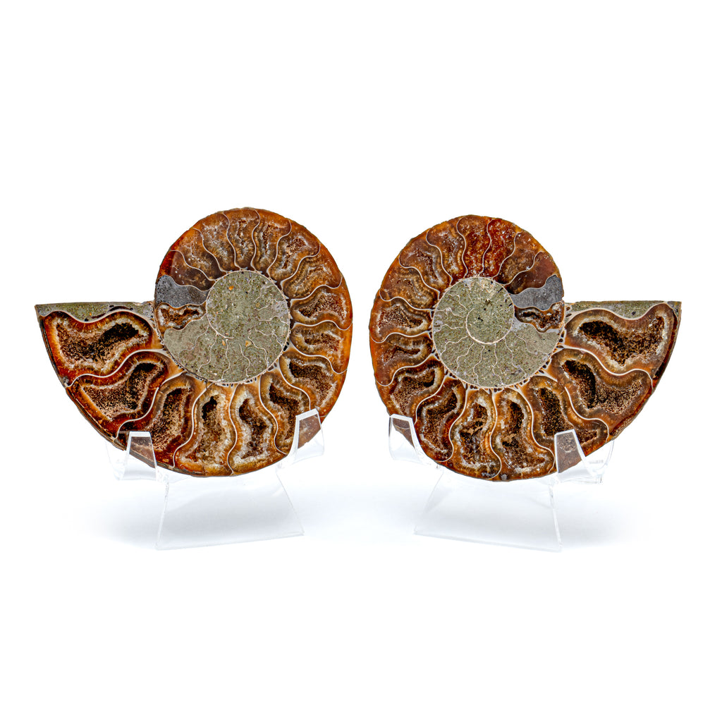 Polished Ammonite Split Pair - 3.34" Cleoniceras